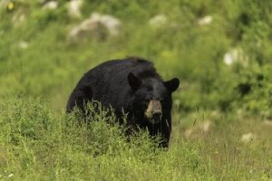black bear hunting, predator hunts