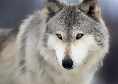 Wolf, Romania