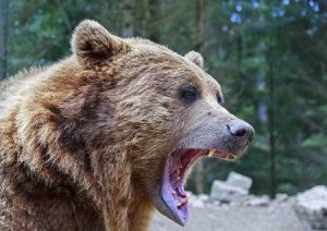 bespoke siberian hunts, bear hunting in russia