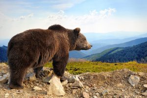 yakutian brown bear, bear hunting with dogs