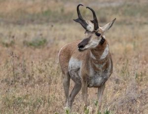 bespoke pronghorn hunting trips, Hunting the american anteolpe