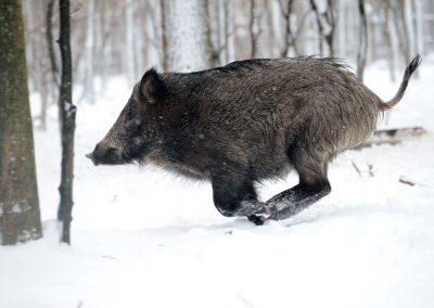Wild Boar, Czech Republic